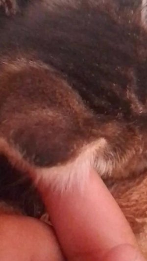 котята