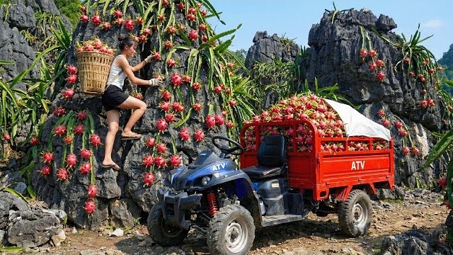 Собираю плоды драконьего фрукта на продажу. Работаю в лесу и на своей ферме. Серия 30. Вьетнам смотреть онлайн