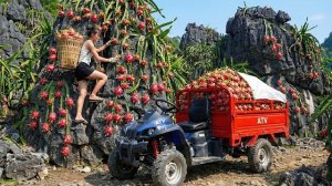 Собираю плоды драконьего фрукта на продажу. Работаю в лесу и на своей ферме. Серия 30. Вьетнам