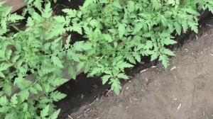 Безрассадные помидоры цветут 18 июня