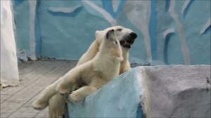 Не желает Умка плавать. Ему надо что-то ковырять и доставать маму Герду 15.06.2026