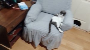 Кот всегда виноват !
