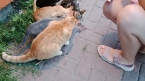 Кормим бездомных малышей