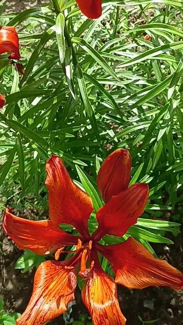 Лилии# цветы #🤗💃🦋🌹🥀🍓 смотреть онлайн