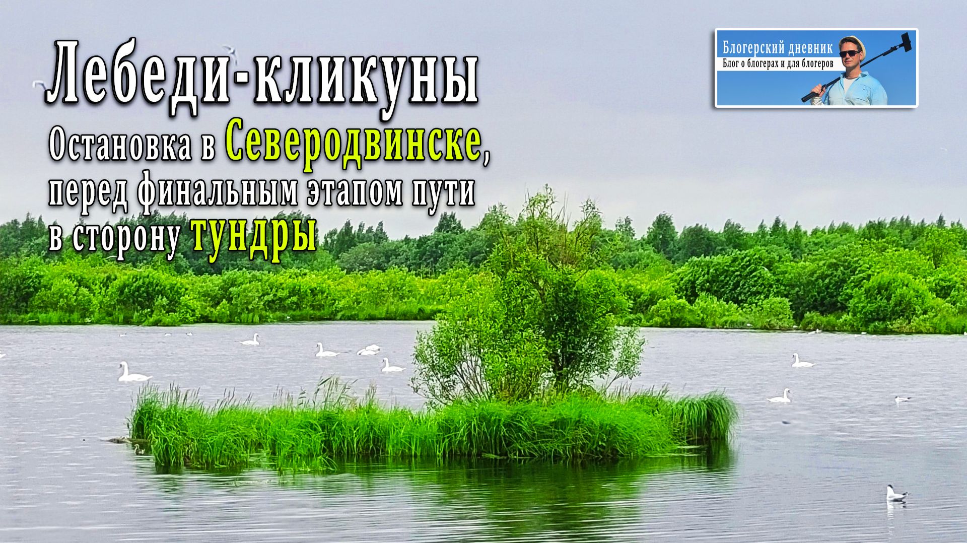 Лебеди-кликуны. Остановка в Северодвинске. Финальный этап в сторону тундры | Блогерский дневник