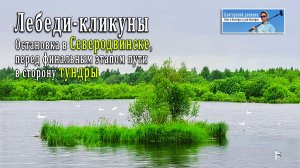 Лебеди-кликуны. Остановка в Северодвинске. Финальный этап в сторону тундры | Блогерский дневник