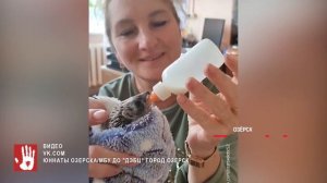 В Челябинске выхаживают брошенную малышку-косулю