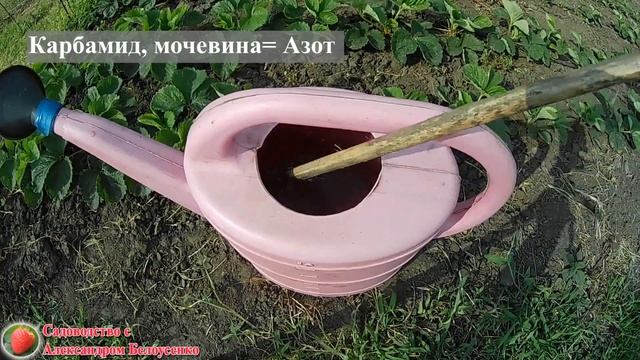 Подкормка клубники в августе и сентябре.