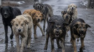 Полицейский спас ребенка от стаи бродячих собак в Иркутской области
