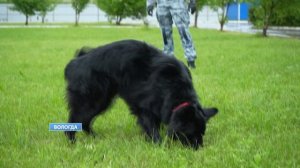 День кинолога отметят специалисты