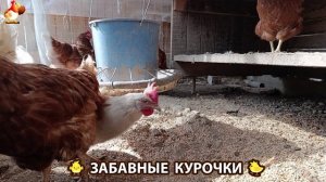 Забавные курочки несушки во дворе и курятнике очень счастливы 🥚😂🐥 (1)
