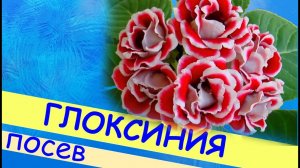 Глоксиния: посев, уход за всходами