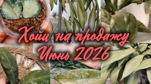 Хойки на продажу | Июнь 2026