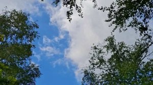 Пантерная вылазка на волю.