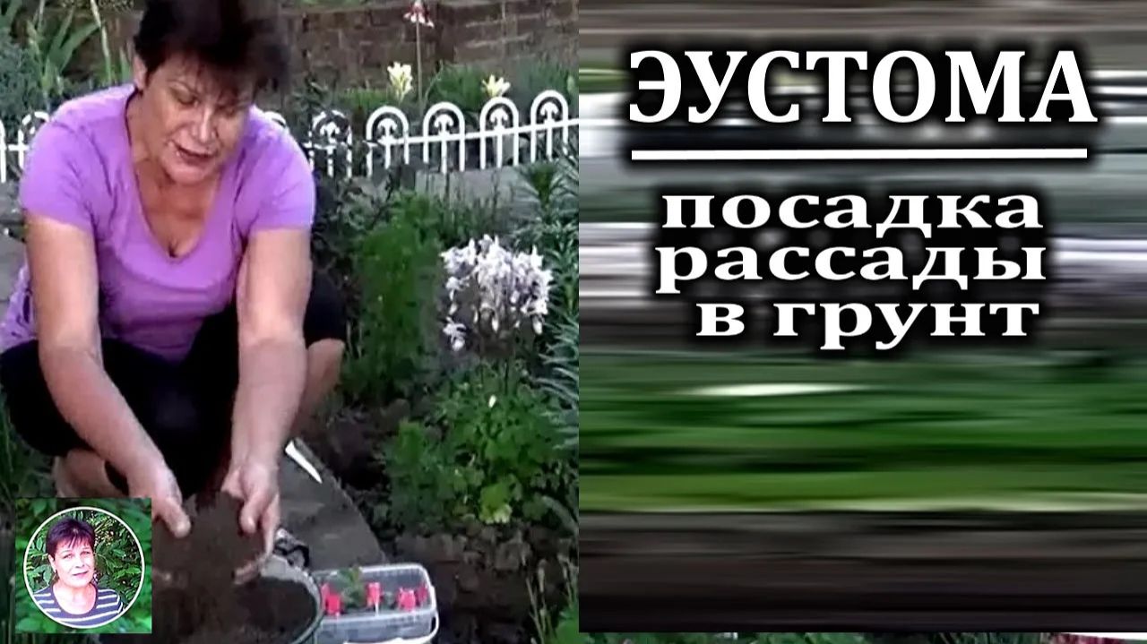 Эустома - как вырастить. Как сажать эустому в открытый грунт смотреть онлайн