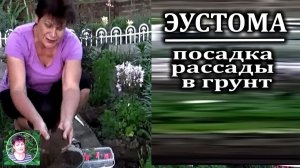 Эустома - как вырастить. Как сажать эустому в открытый грунт