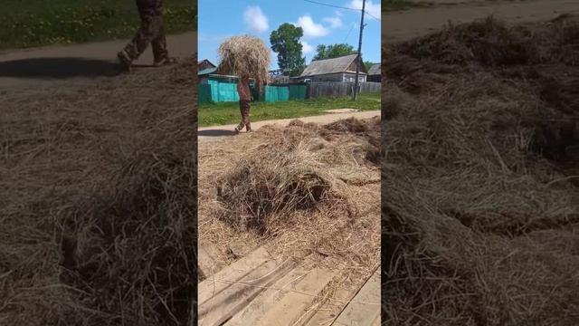 попался гнилой рулон сена.mp4 смотреть онлайн