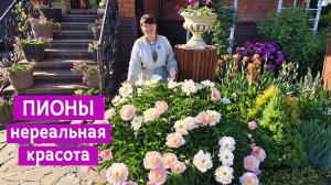 Когда больше нечем удивить после Пашиной перголы... Попробую удивить ПИОНАМИ!