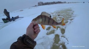 Глухозимье приближается. А хищник  всё клюёт и клюёт.