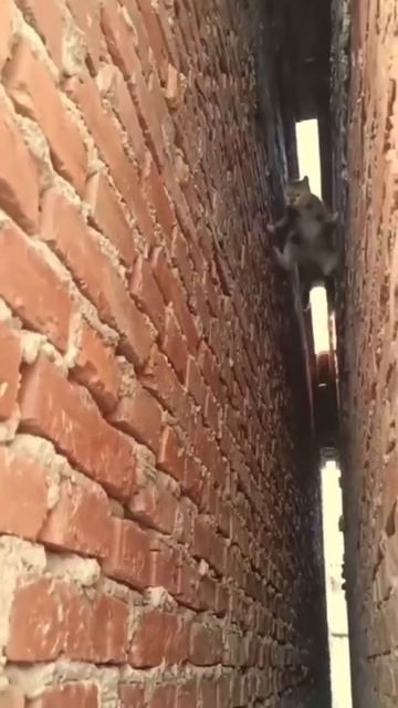 коты