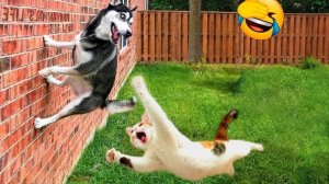 СМЕШНЫЕ КОТЫ | ЛУЧШИЕ ПРИКОЛЫ С КОТАМИ, СОБАКАМИ, КОШКИ, СОБАКИ, ЖИВОТНЫЕ, СМЕШНОЕ ВИДЕО