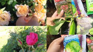 18-06-2026Как добиваюсь пышного цветения у РОЗ🌹Огурчики плодоносят.Посеяла САЛАТ