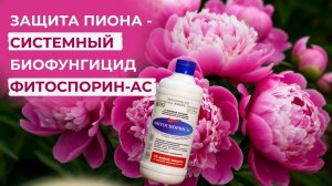 Пионовый рай. Как вырастить пионы, как у Любови Аристарховой?
