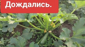 Стройка. Покупки. Первые кабачки. Жизнь на пенсии.