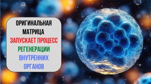 Матрица 2025 года – прорыв в регенерации органов!