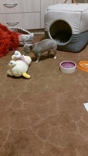Второй день дома))🐶😊♥️