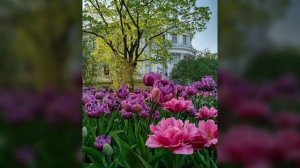 Фредерик Шопен; «Вальс цветов в СПБ».