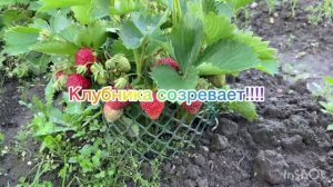 Клубника созревает!!!