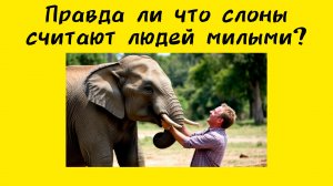 Слоны считают людей милыми. Правда ли это?