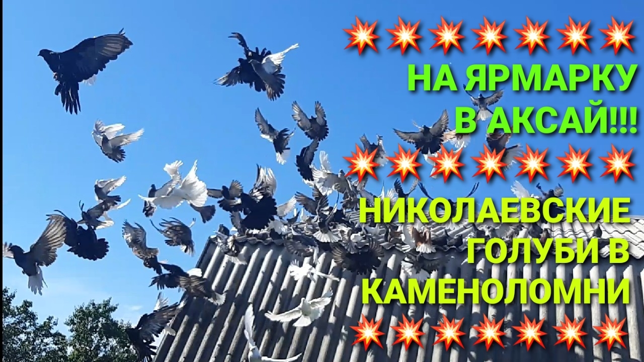 💥💥💥 На ярмарку в Аксай! Николаевские голуби в Каменоломни. Кормлю голубей. смотреть онлайн