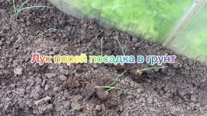 Лук порей посадка в грунт. 9 мая 2026