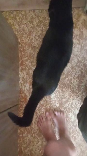 Котик Маврик 2 серия "Дайте пожрать!"