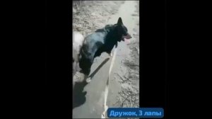 Три Лапы- 🐾🐾🐾Дружок .Огромное  сердце защитника  и преданность -тоже Дружок.Он очень хороший ❤️🐕