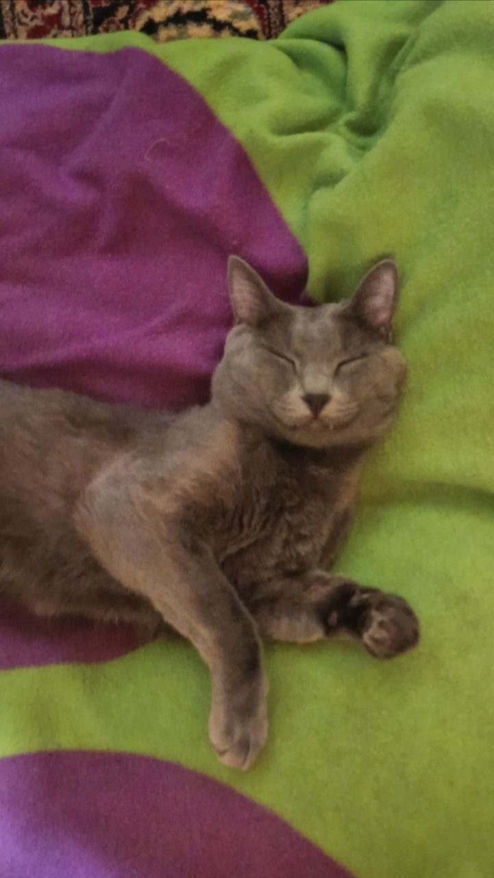 Кот Атос спит и выглядит очень довольным!!! #shorts #котатос #коты #животные #кошачийсон