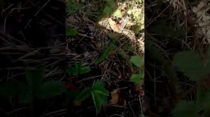 у нас 100 подписчиков всем огромное спасибо