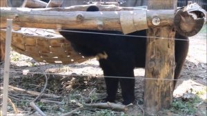 Уссурийские медвежата Фима и Дуся переехали в новый вольер 18.06.2026
