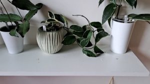 Мои комнатные растения хотят внимания!!! Снимаю всё как есть!!!