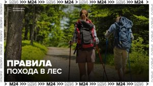 Специалисты напомнили о правилах походов в лес - Москва 24