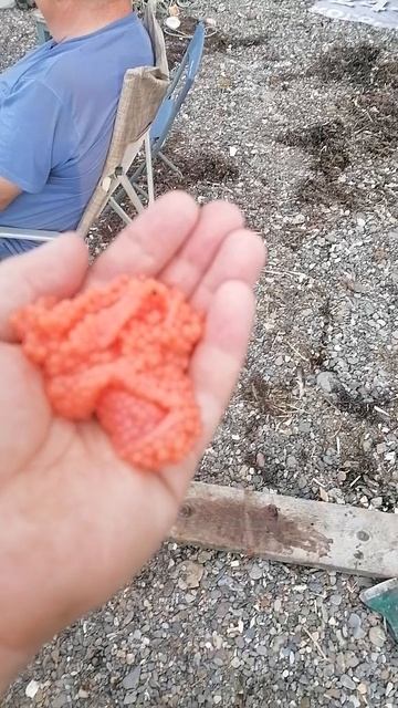 Красное золото Японского моря,