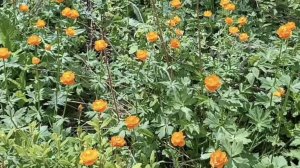 Утро в лесу!💥💐Свежее! Нежное!❤️
Незабудки!💐