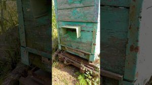 Пчёлы,травы, польза