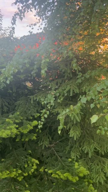 Живая изгородь - Самый долговечный, экономичный и красивый забор #стройка #участок #забор #лес