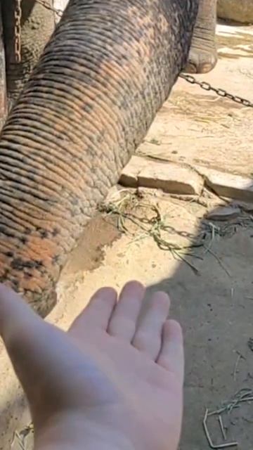 Поцелуй слона
