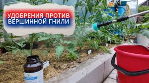 Томаты завязали первые кисти - не пропустите важные подкормки! Удобрения против вершинной гнили