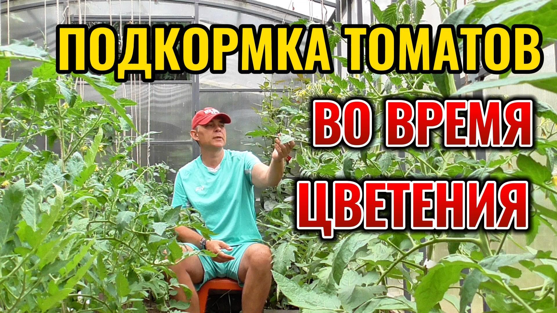 Подкормка ТОМАТОВ во время цветения на максимальный урожай экологически чистых ПОМИДОРОВ 🍅