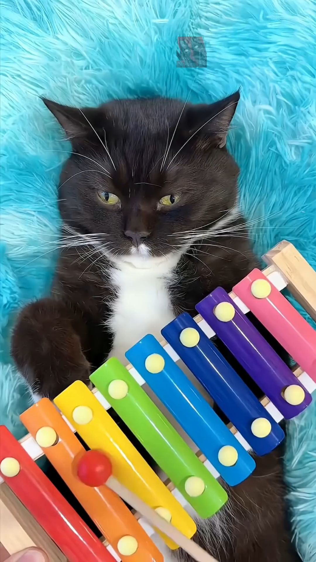 Котя в шоке от таких манипуляций 😼🫶😎